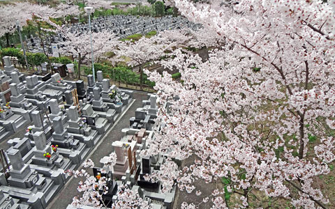桜の咲く墓域イメージ