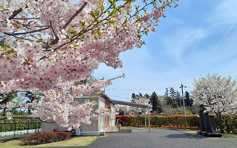 園内の桜の写真