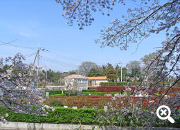 畑灌桜が咲くころ