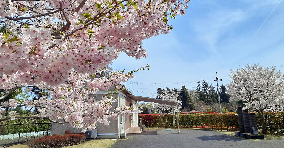 桜が咲く管理事務所前の風景