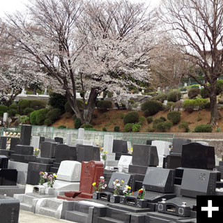 桜が咲く墓域