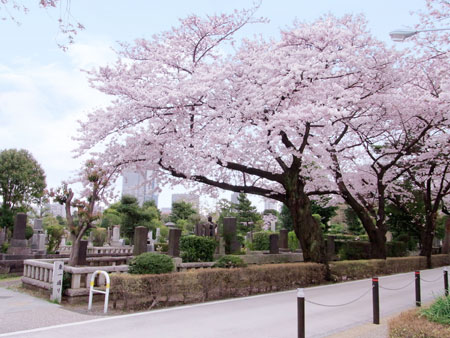 満開の桜が美しい青山霊園の写真