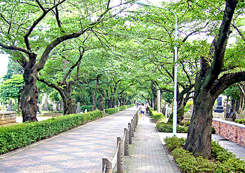 青山霊園 北中央入り口より