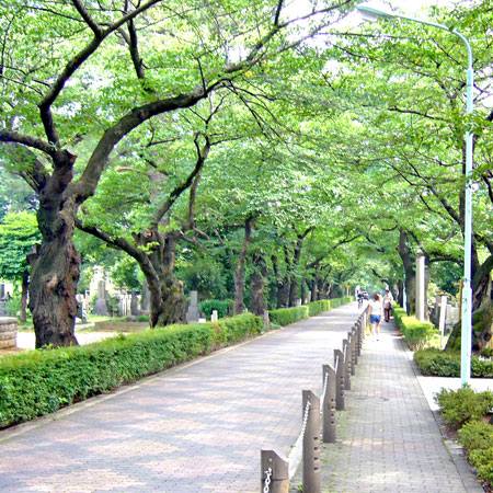 青山霊園