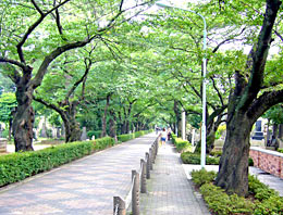 都立青山霊園のメイン通路