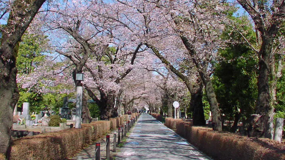 桜の季節