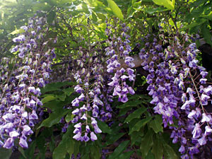 圓珠寺の藤の花