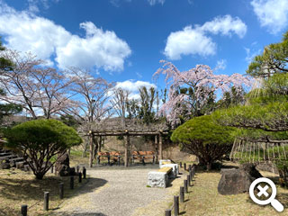 桜が咲いた園内休憩所の写真