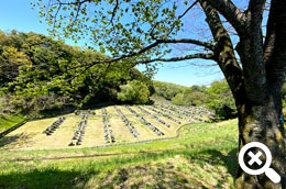 木陰からみた緑豊かな墓域の風景写真