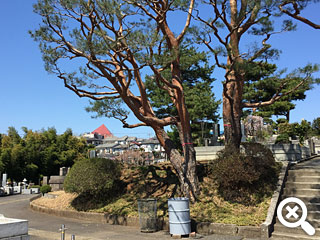 緑町霊園のシンボルツリー赤松の写真