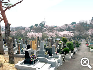 緑町霊園から見える桜の写真
