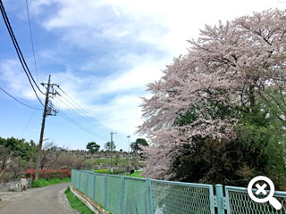 山田川から見た墓域と桜の写真