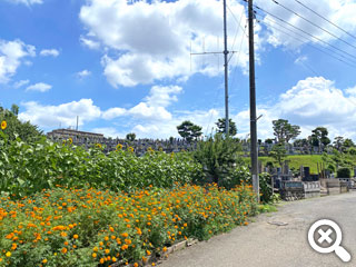 夏の花と墓域風景の写真