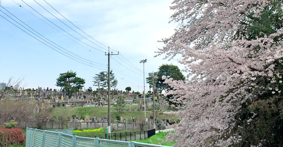桜の季節