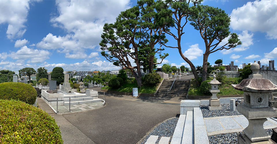 メイン参道の赤松