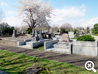桜が咲いている墓域の風景写真