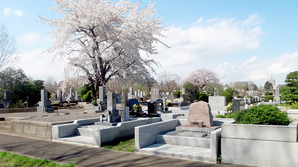 桜咲く墓域風景