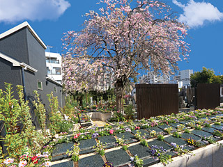 早稲田宗参寺 優美の舞